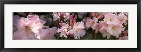 Framed Multiple images of pink Rhododendron flowers Print