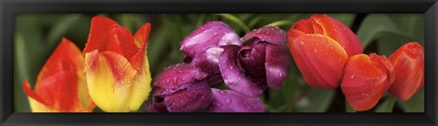 Framed Multiple images of tulip flowers Print