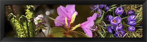 Framed Details of early spring flowers Print