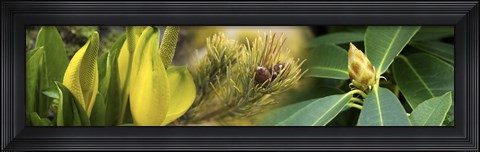 Framed Close-up of buds of pine tree Print