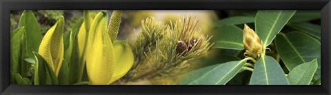 Framed Close-up of buds of pine tree Print