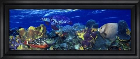 Framed Stoplight parrotfish (Sparisoma viride) with a Hawksbill Turtle (Eretmochelys Imbricata) underwater Print