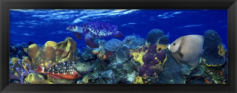 Framed Stoplight parrotfish (Sparisoma viride) with a Hawksbill Turtle (Eretmochelys Imbricata) underwater Print