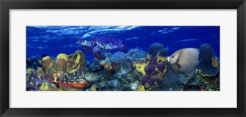 Framed Stoplight parrotfish (Sparisoma viride) with a Hawksbill Turtle (Eretmochelys Imbricata) underwater Print