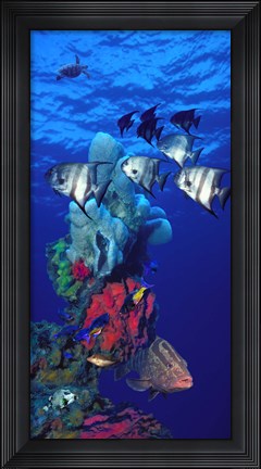 Framed Spadefishes with Nassau Grouper (Epinephelus striatus) and a Hawksbill Turtle (Eretmochelys Imbricata) swimming underwater Print
