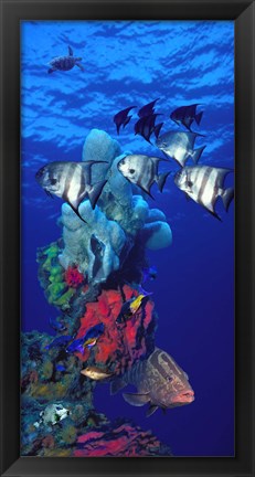 Framed Spadefishes with Nassau Grouper (Epinephelus striatus) and a Hawksbill Turtle (Eretmochelys Imbricata) swimming underwater Print