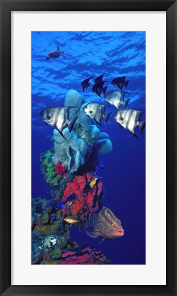 Framed Spadefishes with Nassau Grouper (Epinephelus striatus) and a Hawksbill Turtle (Eretmochelys Imbricata) swimming underwater Print