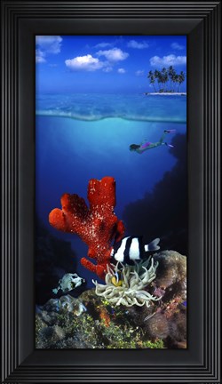 Framed Underwater view of sea anemone and Humbug fish and Pufferfish with a scuba diver Print