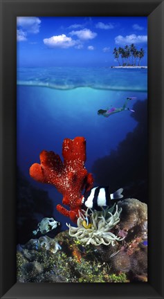 Framed Underwater view of sea anemone and Humbug fish and Pufferfish with a scuba diver Print