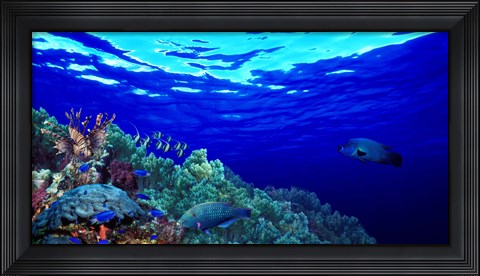 Framed Underwater view of Longfin bannerfish (Heniochus acuminatus) with Red Firefish (Nemateleotris magnifica) and soft corals Print