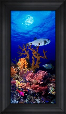 Framed Underwater view of Bristly puffer fish (Arothron hispidus) with triggerfish and Anthias Fishes Print
