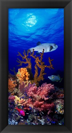 Framed Underwater view of Bristly puffer fish (Arothron hispidus) with triggerfish and Anthias Fishes Print