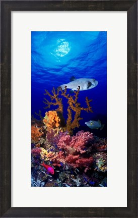 Framed Underwater view of Bristly puffer fish (Arothron hispidus) with triggerfish and Anthias Fishes Print