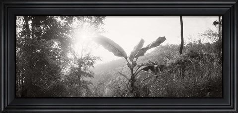 Framed Sunlight through trees in a forest in black and white, Chiang Mai Province, Thailand Print