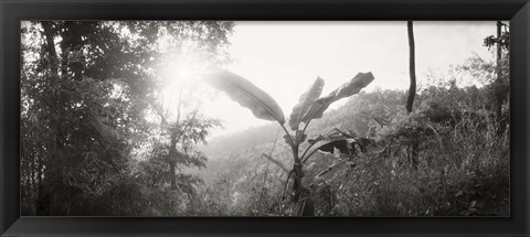 Framed Sunlight through trees in a forest in black and white, Chiang Mai Province, Thailand Print