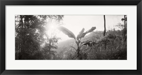 Framed Sunlight through trees in a forest in black and white, Chiang Mai Province, Thailand Print