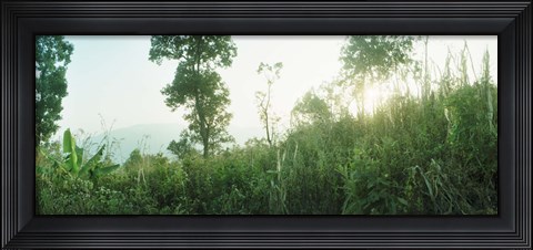 Framed Sunlight coming through the trees in a forest, Chiang Mai Province, Thailand Print
