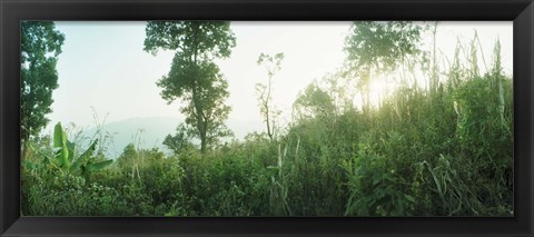 Framed Sunlight coming through the trees in a forest, Chiang Mai Province, Thailand Print