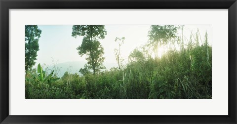 Framed Sunlight coming through the trees in a forest, Chiang Mai Province, Thailand Print