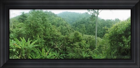 Framed Vegetation in a forest, Chiang Mai Province, Thailand Print