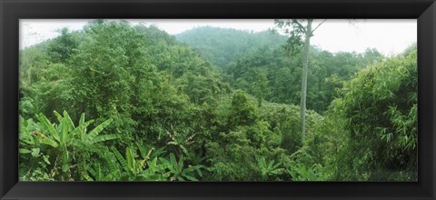 Framed Vegetation in a forest, Chiang Mai Province, Thailand Print