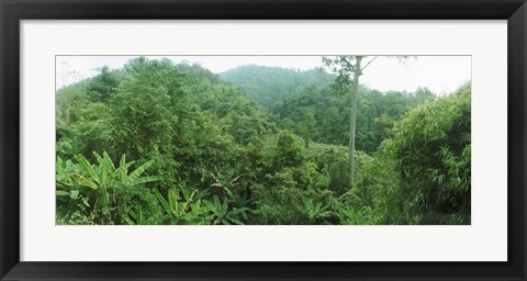 Framed Vegetation in a forest, Chiang Mai Province, Thailand Print