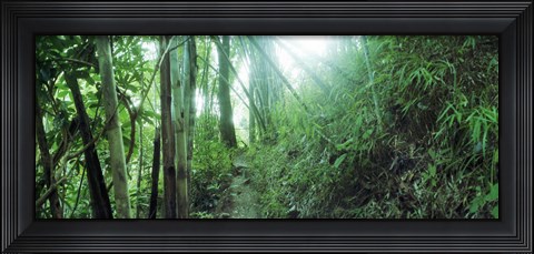 Framed Light through a Bamboo forest, Chiang Mai, Thailand Print