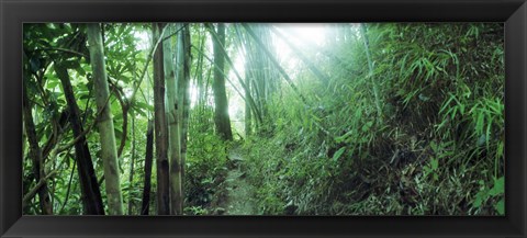 Framed Light through a Bamboo forest, Chiang Mai, Thailand Print