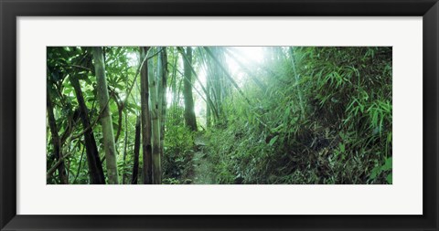 Framed Light through a Bamboo forest, Chiang Mai, Thailand Print