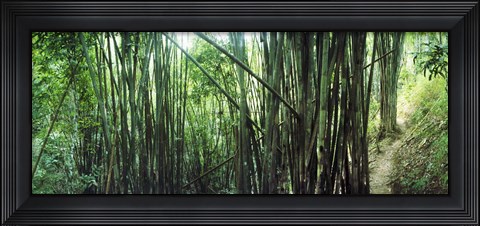 Framed Bamboo forest, Chiang Mai, Thailand Print