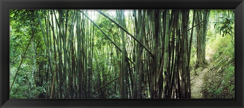 Framed Bamboo forest, Chiang Mai, Thailand Print