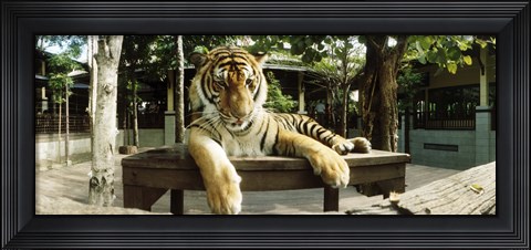 Framed Tiger (Panthera tigris) in a tiger reserve, Tiger Kingdom, Chiang Mai, Thailand Print