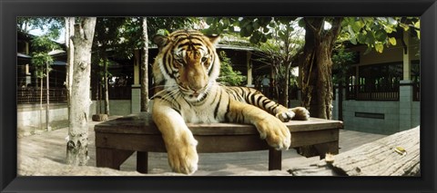 Framed Tiger (Panthera tigris) in a tiger reserve, Tiger Kingdom, Chiang Mai, Thailand Print