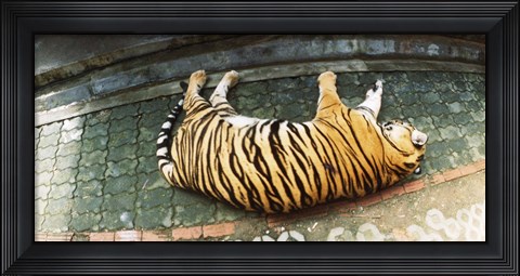 Framed Tiger (Panthera tigris) sleeping in a tiger reserve, Tiger Kingdom, Chiang Mai, Thailand Print