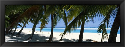 Framed Palm trees on the beach, Aitutaki, Cook Islands Print