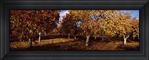 Framed Almond Trees during autumn in an orchard, California, USA Print