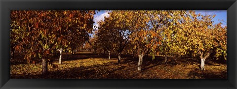 Framed Almond Trees during autumn in an orchard, California, USA Print