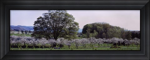 Framed Cherry trees in an Orchard, Michigan, USA Print