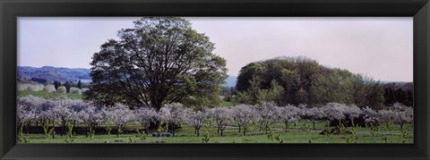 Framed Cherry trees in an Orchard, Michigan, USA Print