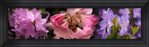 Framed Colorful rhododendrons flowers Print