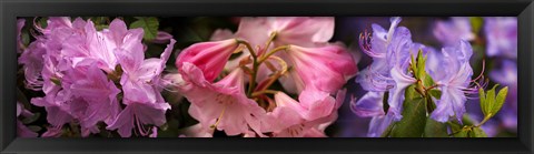 Framed Colorful rhododendrons flowers Print