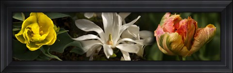Framed Close-up of yellow and white flowers Print