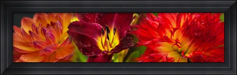 Framed Close-up of orange flowers Print