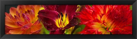 Framed Close-up of orange flowers Print