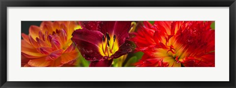 Framed Close-up of orange flowers Print