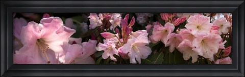 Framed Close-up of pink rhododendron flowers Print