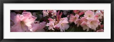 Framed Close-up of pink rhododendron flowers Print