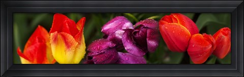 Framed Close-up of tulip flowers Print