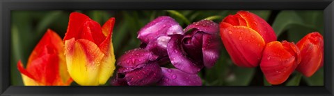 Framed Close-up of tulip flowers Print