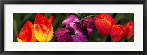 Framed Close-up of tulip flowers Print